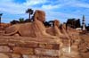 Sphinx-Allee am Luxor-Tempel